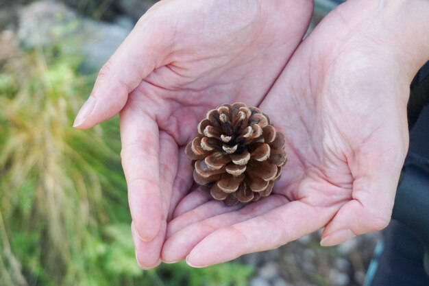 Closeup shot of a pine cone in the middle of a pair of hands in a forest on a cloudy day