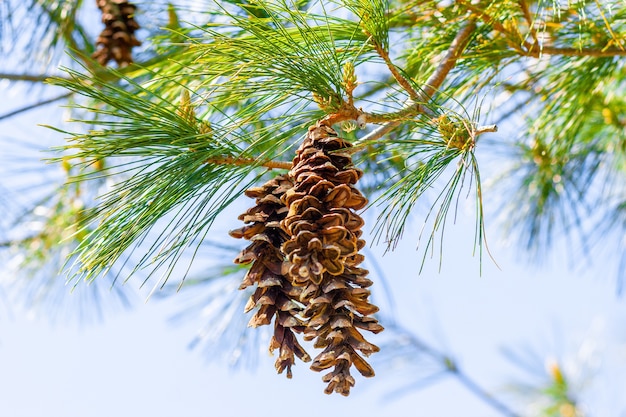 Closeup shot of pine cones on the branches under the sunlight with a blurry