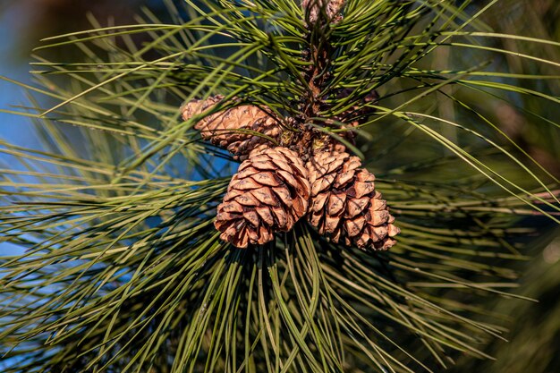 Closeup shot of pine cones hanging on the tree