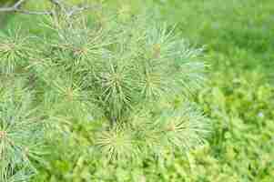 Free photo closeup shot of pine needles on a tree against green grasses of a lawn