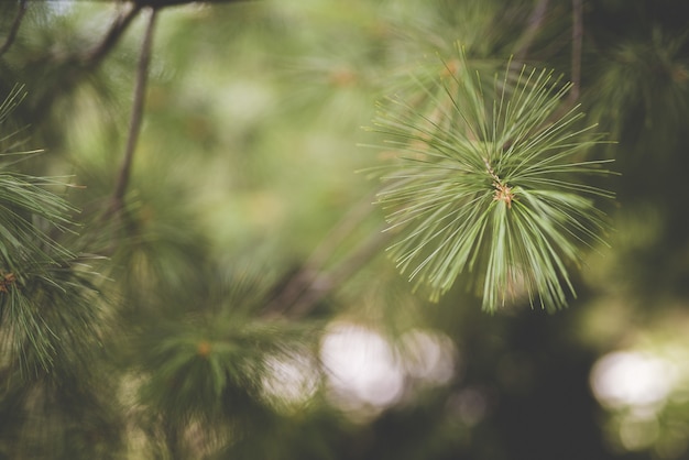 Closeup shot of a pine tree branch with a blurred background