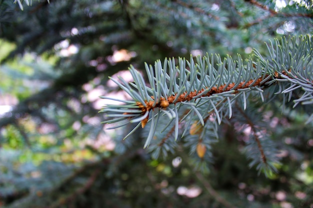 Closeup shot of a pine tree branch