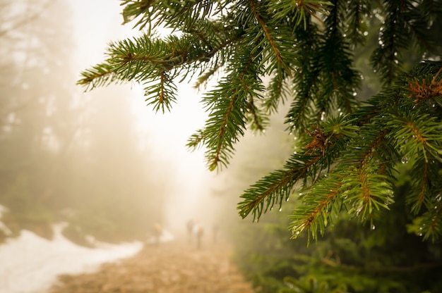 Closeup shot of pine tree branches on a misty day