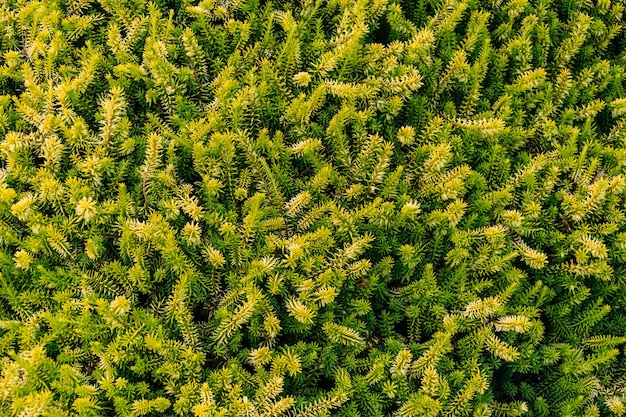 Closeup shot of pine tree leaves