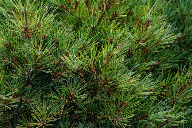 Closeup shot of pine tree leaves