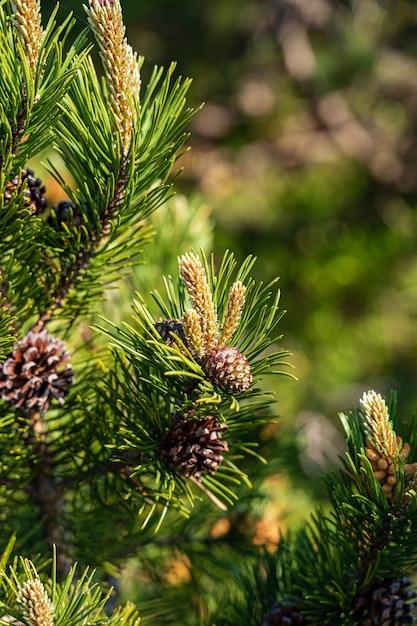 Closeup shot of pine trees in Black Forest, Germany
