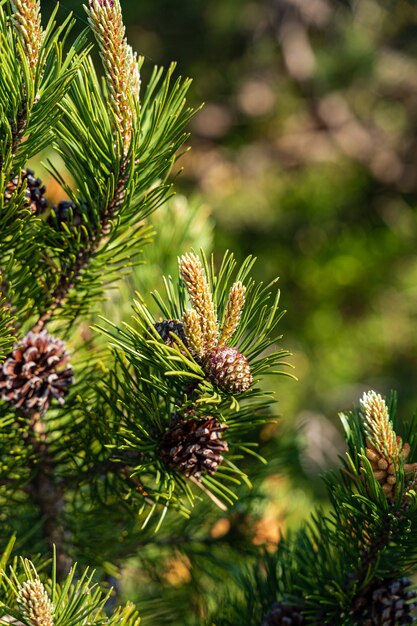 Closeup shot of pine trees in Black Forest, Germany