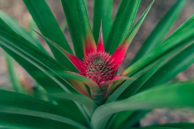 Closeup shot of a pineapple plant growing in a garden