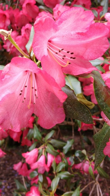 庭のピンクのツツジの花のクローズアップショット