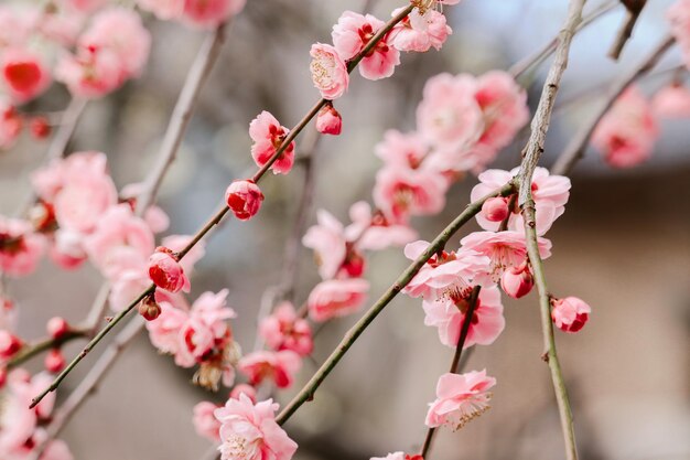 Closeup shot of pink blossoms on a peach tree