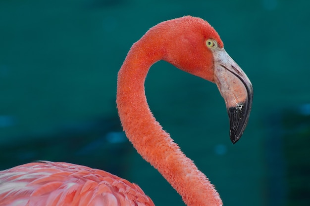 Closeup shot of a pink flamingo on blue water