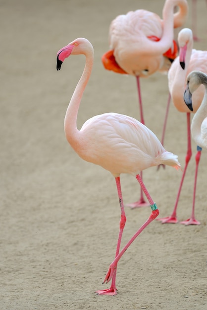 Closeup shot of pink flamingos