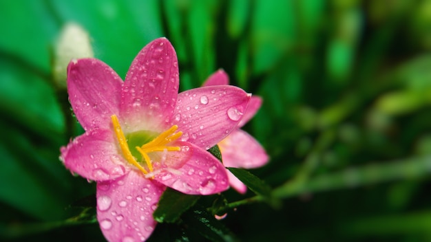 Closeup shot of a pink flower with water droplets