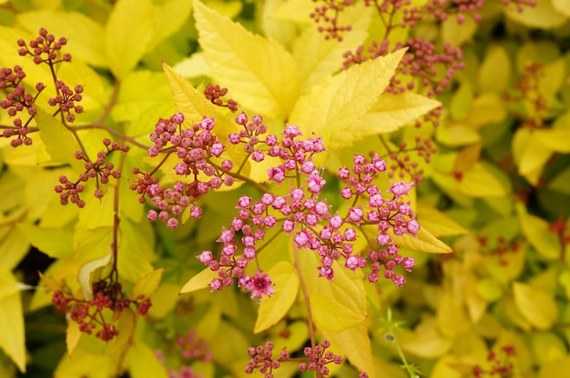 Closeup shot of a pink flower with yellow leaves