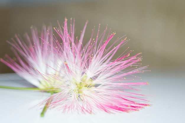 Closeup shot of the pink flowers of a Shameplant