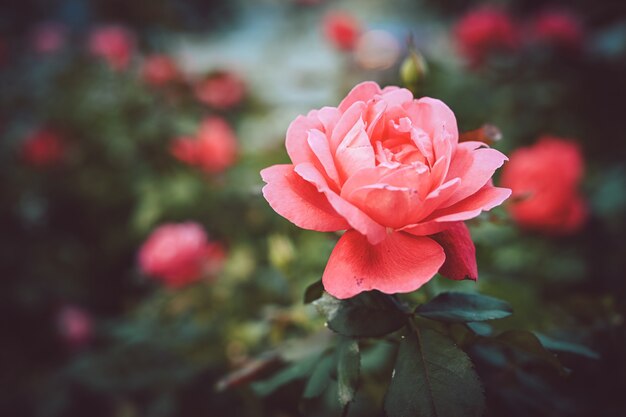 Closeup shot of a pink garden rose with a blurred natural - great for a blog