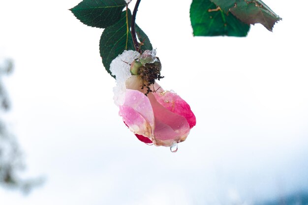 흐릿한 배경에 눈과 물방울로 덮인 분홍색 장미 꽃의 클로즈업 샷