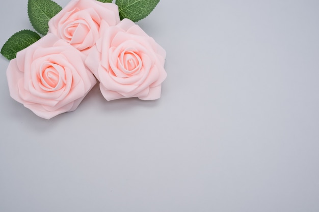 Closeup shot of pink roses isolated on a blue background with copy space