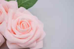 Free photo closeup shot of pink roses isolated on a blue background with copy space