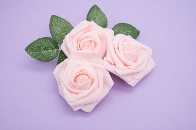 Closeup shot of pink roses isolated on a purple background