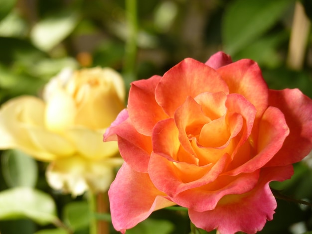 Снимок крупным планом розовых и белых роз рядом друг с другом