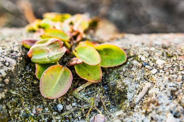 Closeup shot of a plant growing on the ground