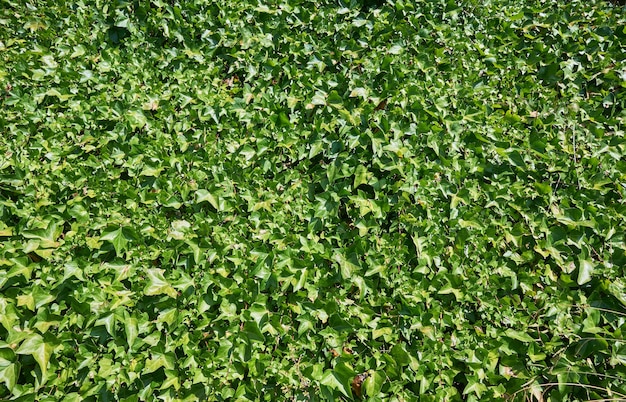 Closeup shot of plant leaves