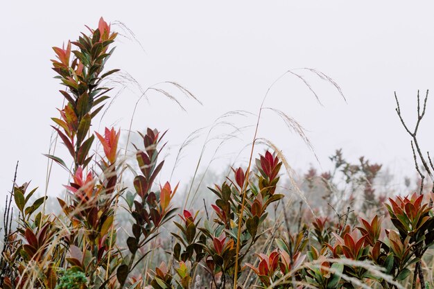 緑と赤の葉を持つ植物のクローズアップショット