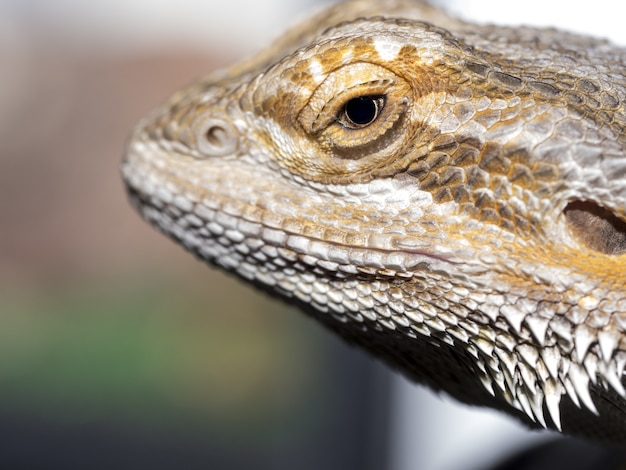 Closeup shot of a pogona reptile with a blurred space