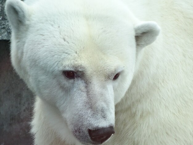 Closeup shot of a polar bear