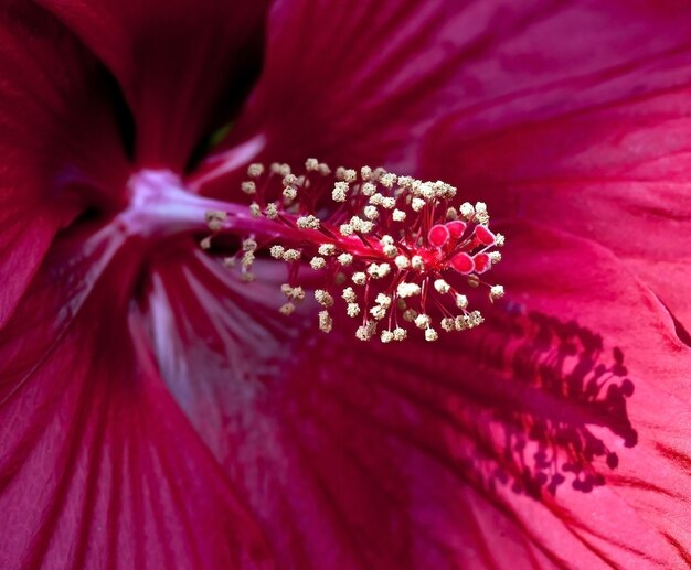 Closeup shot of the pollen center of a pink hibiscus flower