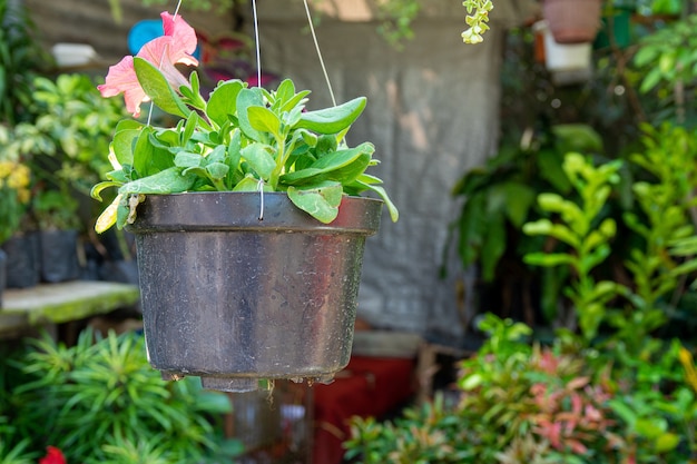 Closeup shot of a pot with the green leaves of a beautiful pink flower hanged in the flower store