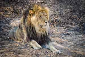 Free photo closeup shot of a powerful lion laying on the ground