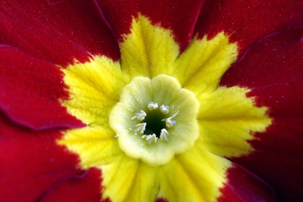 Closeup shot of a primula with stamens