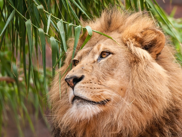 Closeup shot of a proud lion with its head between the leaves of a willow tree