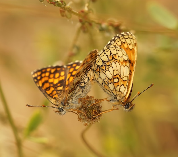 Provencal fritillarybutterflyのクローズアップショット