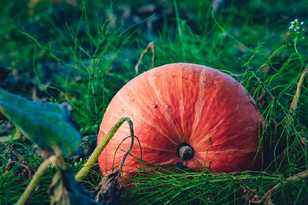 Closeup shot of a pumpkin at harvest in a field