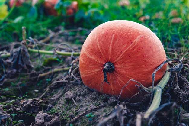 Closeup shot of a pumpkin at harvest in a field