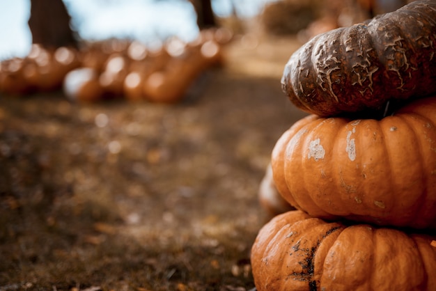 Closeup shot of pumpkins on top of each other with a blurred background