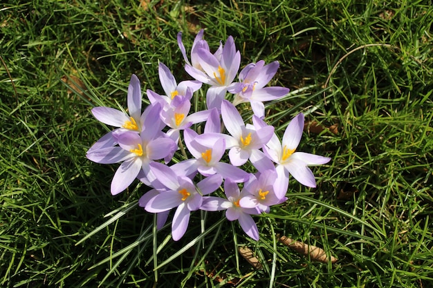 Free photo closeup shot of the purple blooming flower in the field on a sunny day