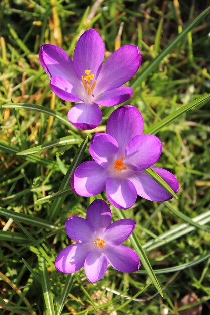 晴れた日に畑に咲く紫色の花のクローズアップショット