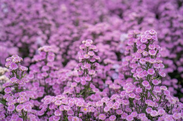 フィールドで成長している紫色のふさふさしたアスターの花のクローズアップショット