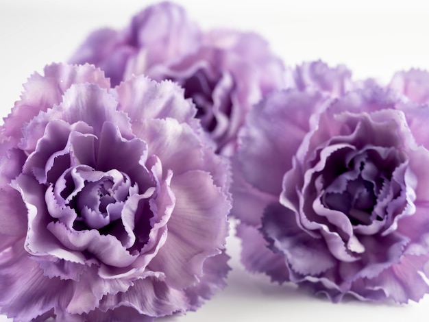 Closeup shot of purple Carnation flowers on a white background