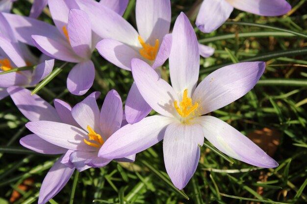 화창한 날에 정원에서 보라색 크로커스 봄 꽃의 근접 촬영 샷