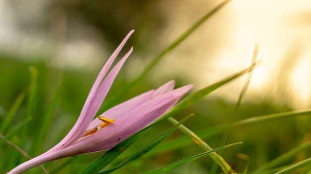 Closeup shot of a purple dens-canis flower