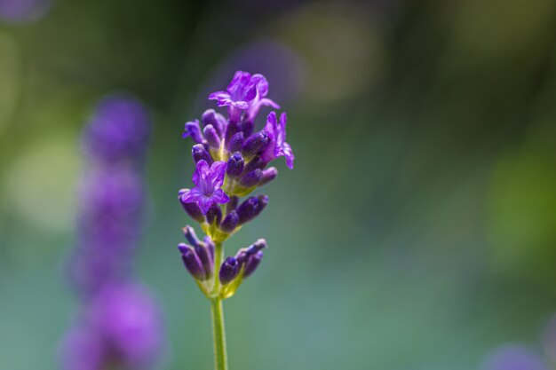 Closeup shot of a purple English lavender
