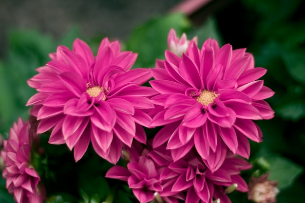 Closeup shot of purple flowers next to each other in a green background