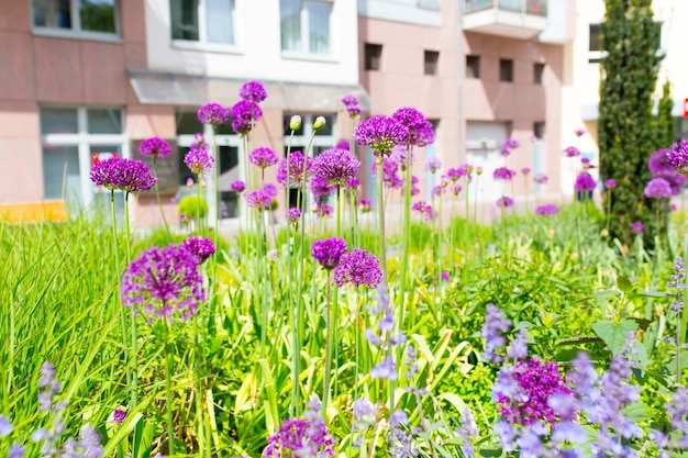 庭の紫色の花と草のクローズアップショット