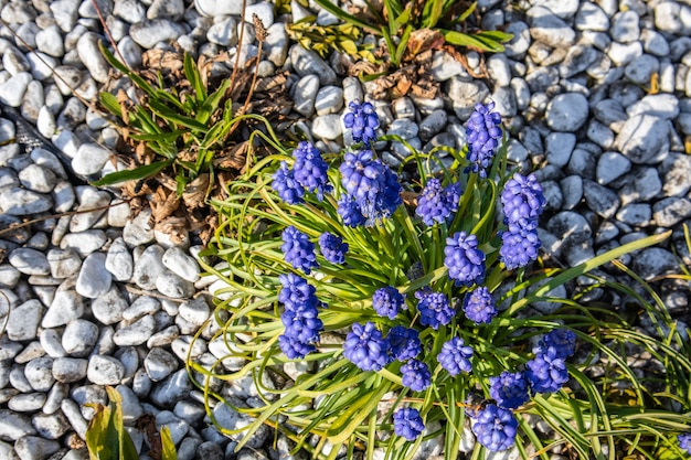 Closeup shot of purple flowers with greenery and stones