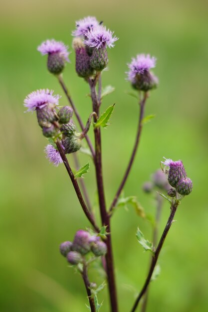 Closeup shot of a purple and green flower during daytime